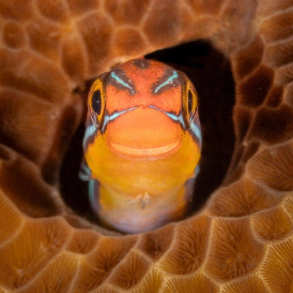 «Сыыыыр!» | Источник: Jenny Stock / Nikon Comedy Wildlife Awards 2025