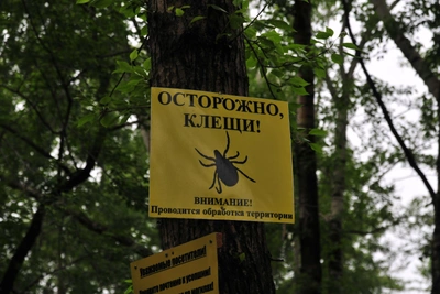 Клещевой энцефалит в Башкирии: опасные районы в 2025 году