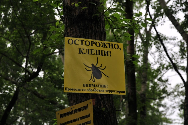 Клещи уже проснулись и нападают на людей и животных | Источник: Артём Устюжанин / E1.RU