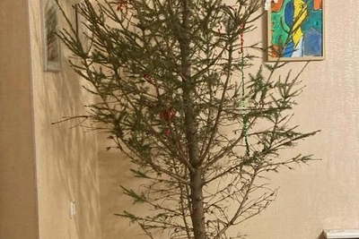 Приём новогодних ёлок в Петербурге: адреса и сроки