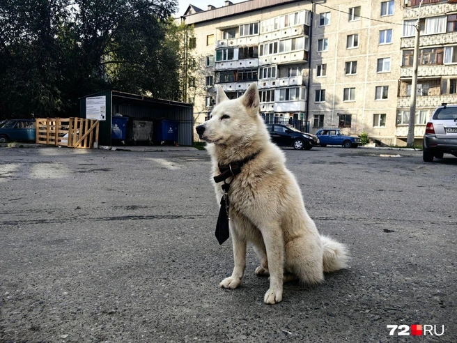 Ой, а что это за местный жилец такой модный?  | Источник: Павел Красоткин / 72.RU 