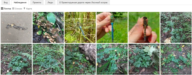 Источник: inaturalist.org