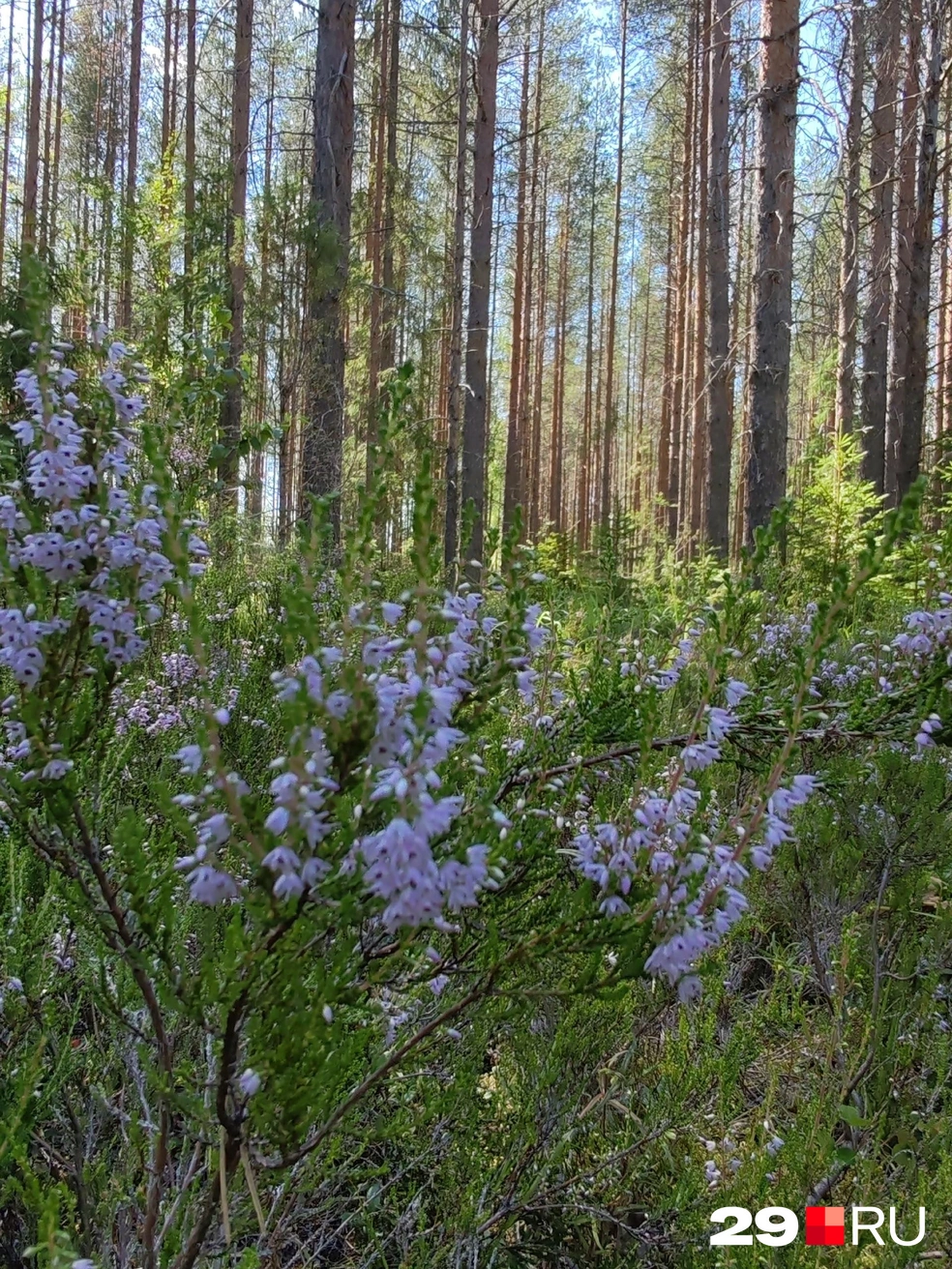 Источник: Елена Ионайтис / 29.RU