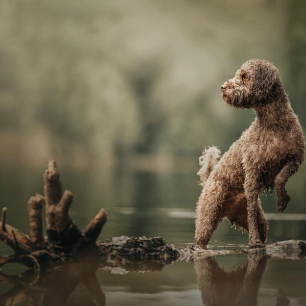 Финалист в номинации «Портрет на свежем воздухе» | Источник: Nadine Grove / Dog Photography Awards 2025
