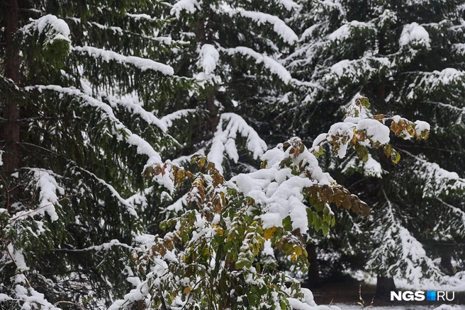 Снег в лесу задержится дольше, чем в городе, но все же сойдет | Источник: Александр Ощепков / NGS.RU