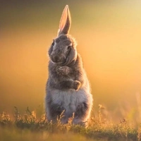 Застенчивый кролик и наглая лисица: взгляните на лучшие снимки победителей конкурса British Wildlife Photography Awards 2026