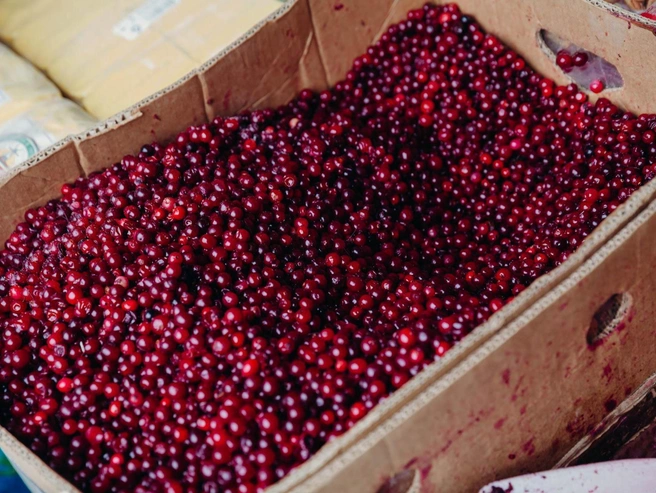 Клюква содержит значительное количество витаминов, в частности C и K. | nsk54.online