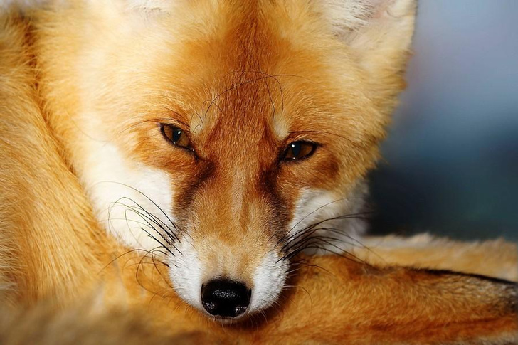 Почему у лисицы заостренная мордочка? Оказалось, это помогает животному выживать
