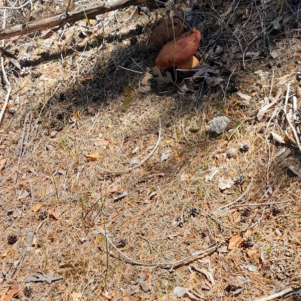 Источник: «Уральский ЯжеГрибник» / Vk.com