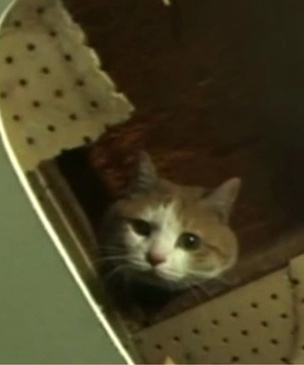 В Корее спасли кошку, два года просидевшую в стене торгового центра (видео спасения)