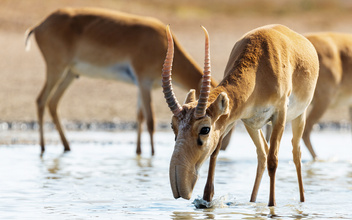Напоить сайгака: как в Калмыцком заповеднике пытаются обеспечить водой краснокнижных антилоп
