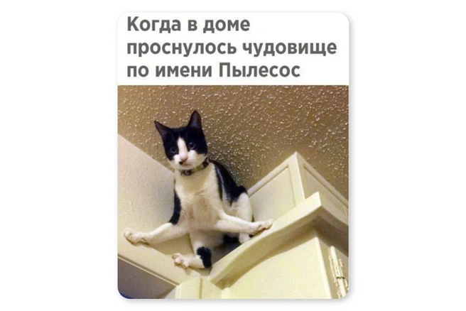 Главный враг всех котов | Источник: Мария Романова / Городские медиа