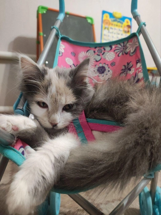 Остается подождать того, кто прокатит! | Источник: читатель 63.RU