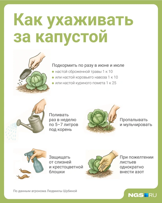 Собрали основные правила ухода в одной картинке | Источник: Юрий Орлов / Городские медиа