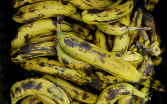Изменение климата может навредить бананам