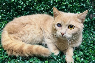 Робкий котенок Балор, выросший в клетке, ищет дом