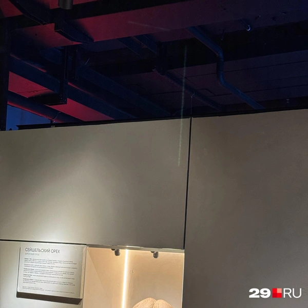 Источник: Валерия Богатырёва / 29.RU