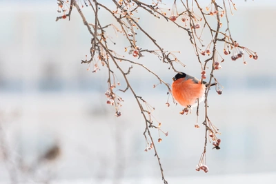 Прогноз погоды в Алтайском крае: от -25 до -2