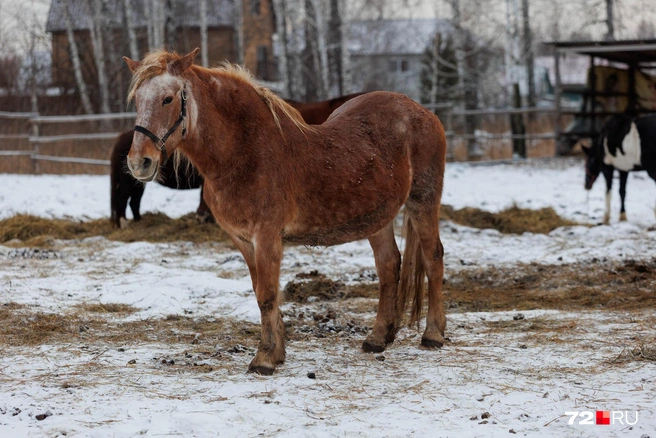 Римке уже около 30 лет. Это почтенный возраст для лошади | Источник: Ирина Шарова / 72.RU