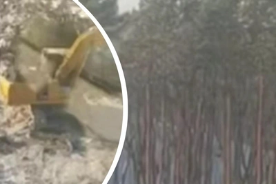 «Уничтожают за копейки»: вырубка леса в Уфе под жилкомплекс