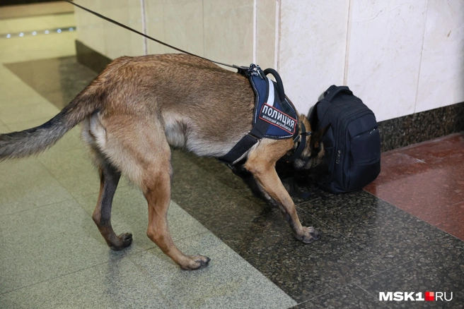 Наркотики нашли в сумке | Источник: Артем Устюжанин / MSK1.RU