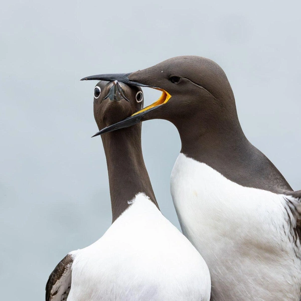 «Мой любимый размер!» | Источник: Warren Price / Nikon Comedy Wildlife Awards 2025