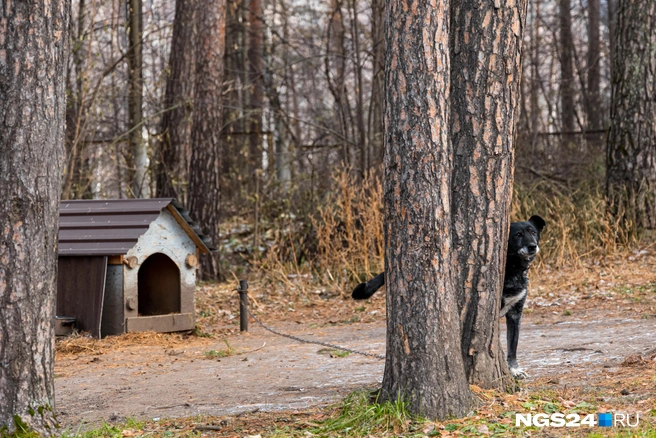 Вас кто звал | Источник: Мария Ленц / NGS24.RU