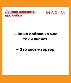 Лучшие анекдоты про собак