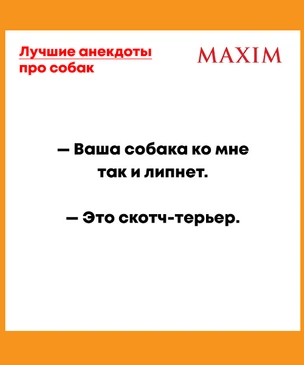 Лучшие анекдоты про собак
