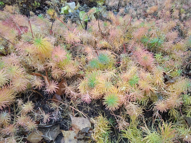 В понедельник в Ульяновске похолодает, но ненадолго | Источник: Дмитрий Сильнов / 173. RU