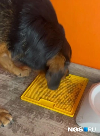 Также мы регулярно даем ему угощения со специального коврика | Источник: Настасья Медведева / NGS.RU