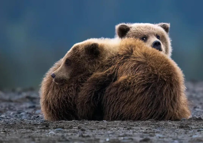 Источник: Jackie Hassine / photocontest.smithsonianmag.com