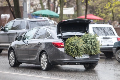 Бесплатная новогодняя ель или сосна в Ростовской области