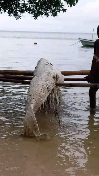 Еще один глобстер: в Новой Гвинее на берег выбросило останки загадочного морского существа