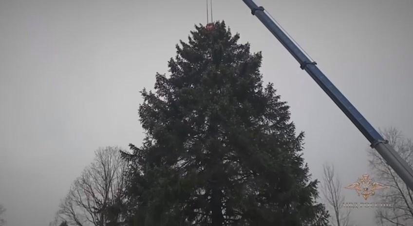 Главную новогоднюю ель России привезли к Кремлю. Ее готовили в дорогу два дня