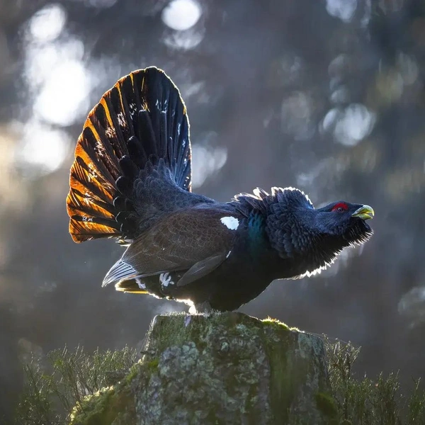 Второе место в номинации «Поведение птиц» | Источник: Mateusz Piesiak / Bird Photographer of the Year 2025