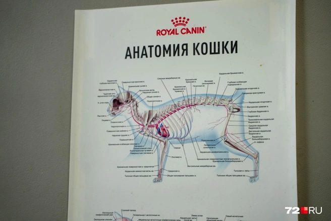 Анатомия кошки (с грацией картошки) | Источник: Илья Чикотин / 72.RU