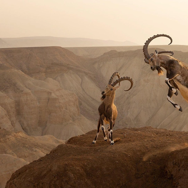 Источник: Amit Eshel / World Nature Photography Awards 2025