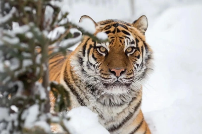 Директор зоопарка попрощался с тигрицей Багирой