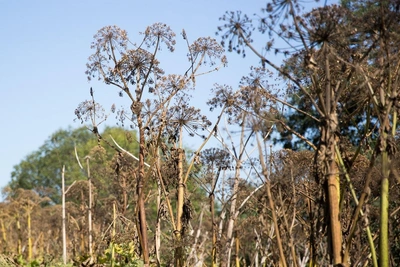 Ребенку из Онеги выплатили 100 тыс. рублей за ожоги от борщевика