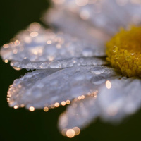 Аватарка Злата