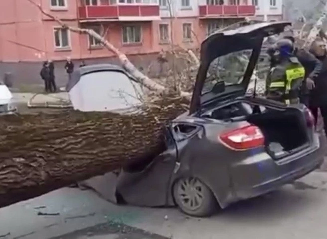 В Новокузнецке упавшее дерево убило мужчину и женщину, находившихся в машине | 62.ru