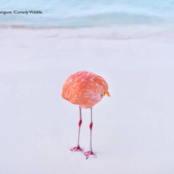 Источник: Nikon Comedy Wildlife Awards