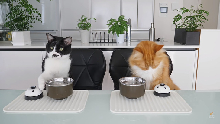 Хозяин учит котов звонить в звонок, если те хотят, чтоб им положили еду (видео)