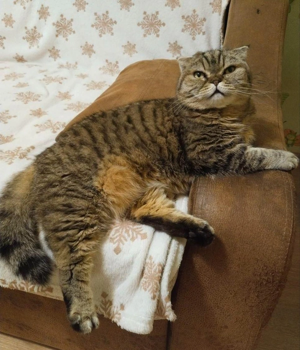 —&nbsp;Всем хорошего дня! Меня зовут Лапочка, моей хозяйке 11 лет! —&nbsp;рассказал этот кот в эксклюзивном интервью для 63.RU | Источник: читатель 63.RU