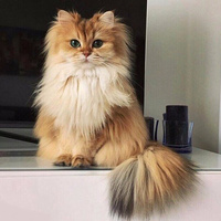 Аватарка Meow