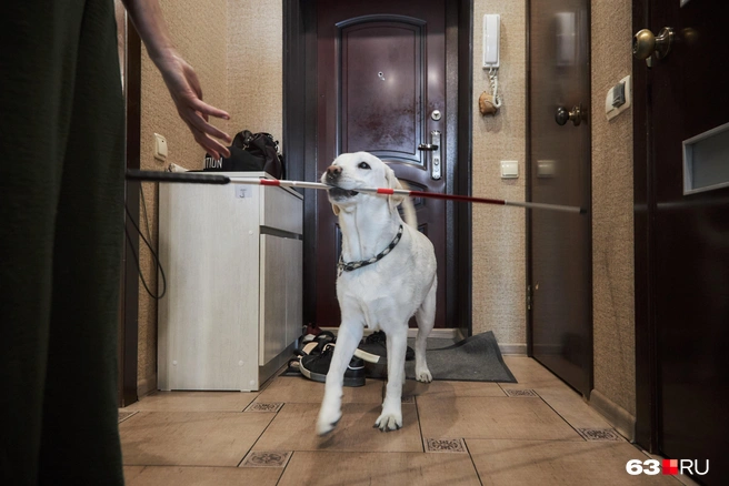 После года подросший лабрадорчик переезжает в центр. Там животное учат водить незрячего человека, предупреждать о ямах, открытых колодцах, лужах, шлагбаумах. Хвостатых проводников натаскивают на поиск дверей и скамеек в любой обстановке | Источник: Роман Данилкин / 63.RU