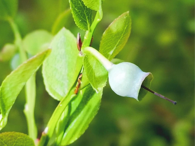 Совсем скоро в Заполярье начнется сезон сбора ягод | Источник: Вероника Черанева