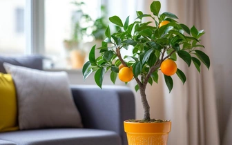 Как вырастить мандарин из косточки: 5 простых шагов