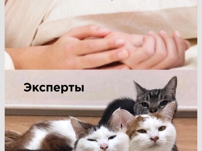 Эти эксперты не обманут | Источник: Городские медиа